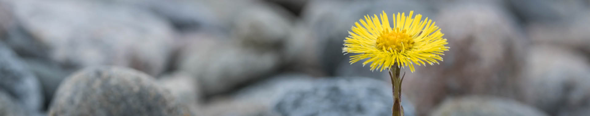 Header image a yellow dandelion growing out of rocks